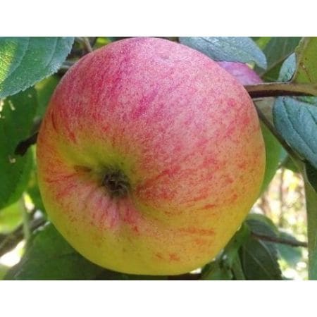 Jabłoń Roter Bellefleur